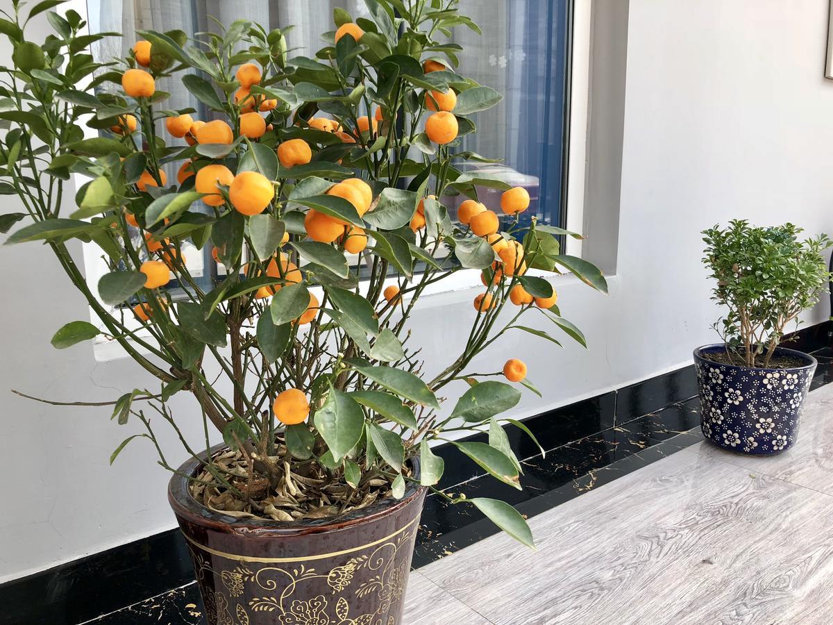 Lantern Hotel Huhhot Dış mekan fotoğraf